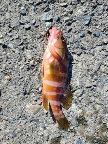 アカハタの釣果