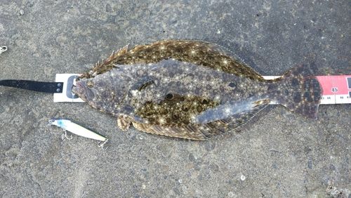 ヒラメの釣果