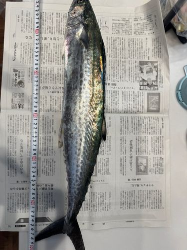 サゴシの釣果