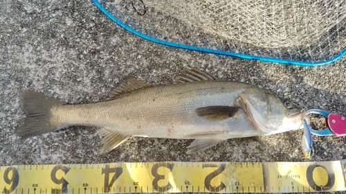 シーバスの釣果