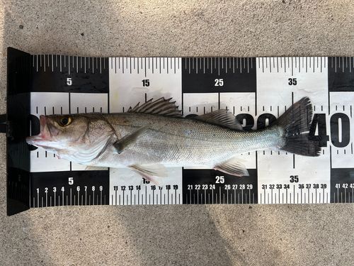 セイゴ（マルスズキ）の釣果