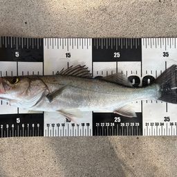 セイゴ（マルスズキ）