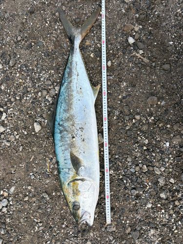 ヒラマサの釣果