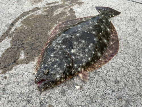ヒラメの釣果