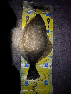 イシガレイの釣果