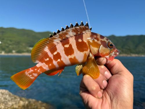 アカハタの釣果