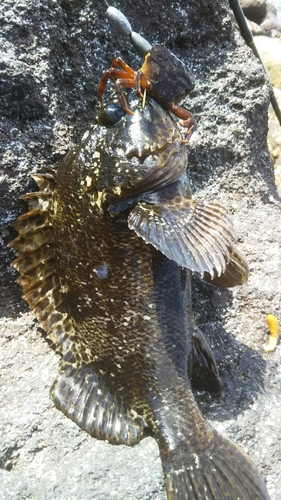 ムラソイの釣果