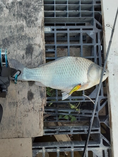 ヘラブナの釣果