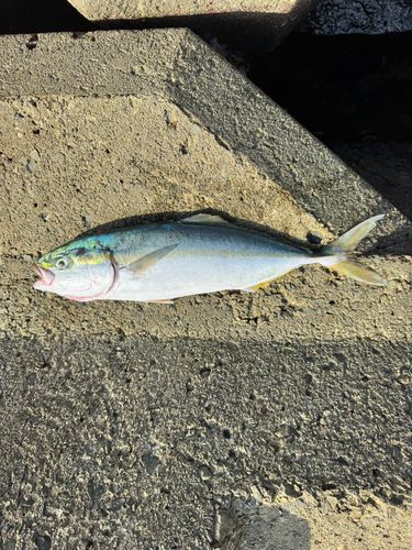 ハマチの釣果