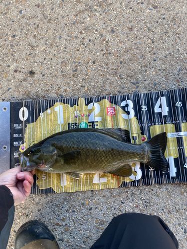 スモールマウスバスの釣果
