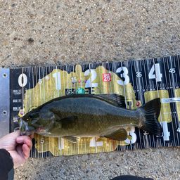 スモールマウスバス