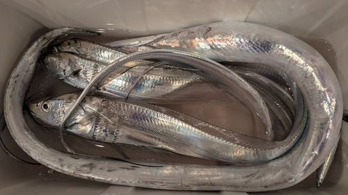 タチウオの釣果