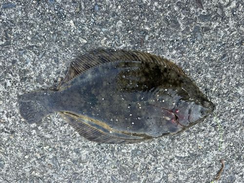 カレイの釣果