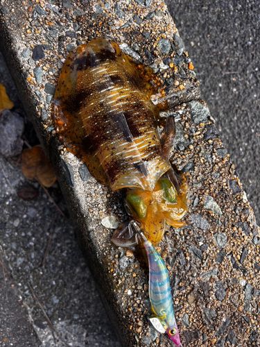アオリイカの釣果