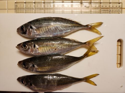 マアジの釣果