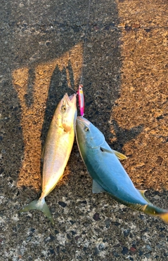 フクラギの釣果