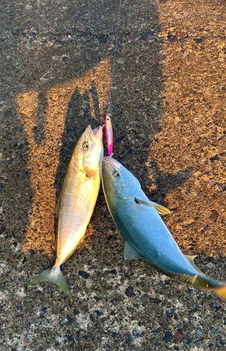 フクラギの釣果