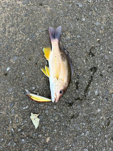 ヤマトビーの釣果