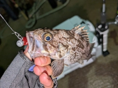 クロソイの釣果