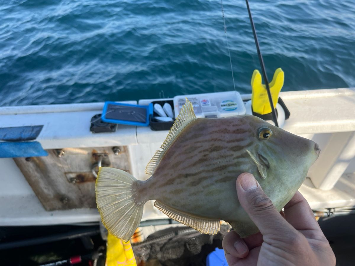 BOZUさんの釣果 2枚目の画像