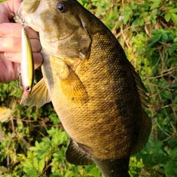 スモールマウスバス