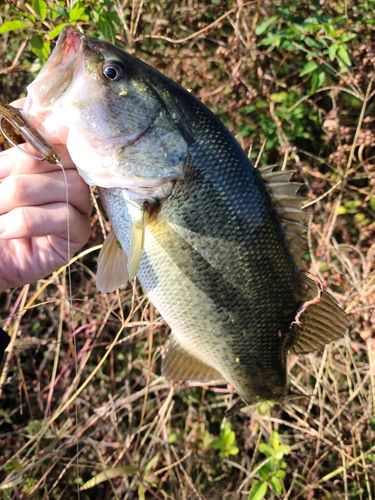ラージマウスバスの釣果