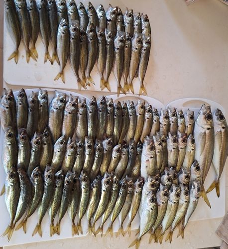 マアジの釣果