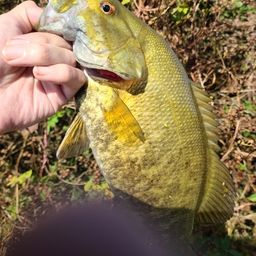 スモールマウスバス