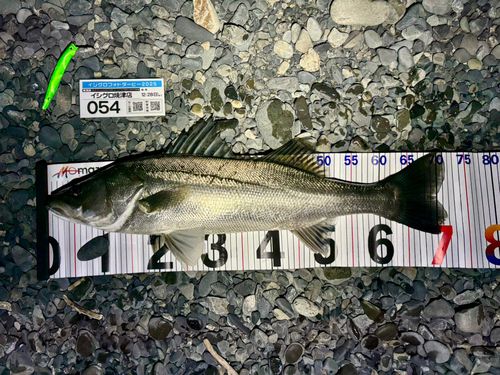 シーバスの釣果