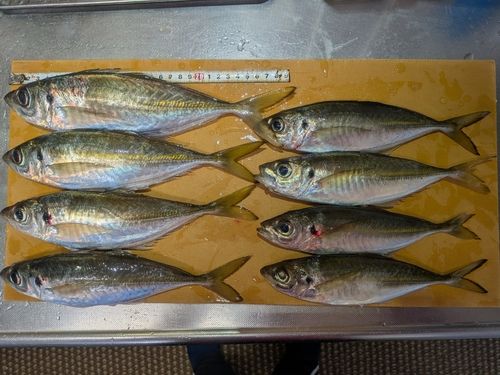アジの釣果