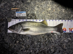 ヒラスズキの釣果