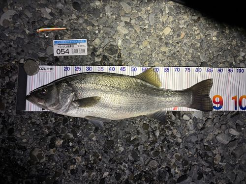 ヒラスズキの釣果