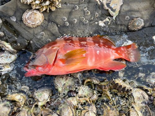 アカハタの釣果