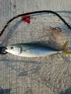 ヤズの釣果