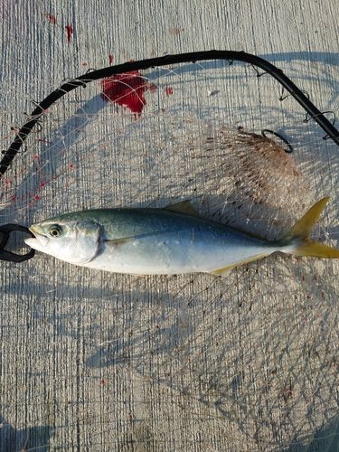ヤズの釣果