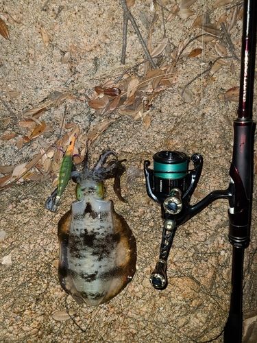 アオリイカの釣果