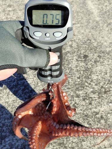 タコの釣果