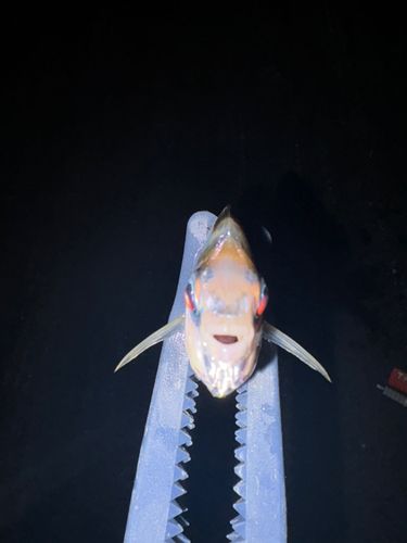 ヒイラギの釣果