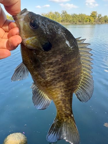 ブルーギルの釣果