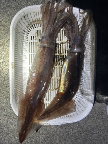 イカの釣果
