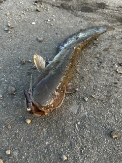 ナマズの釣果