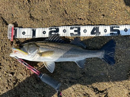 シーバスの釣果