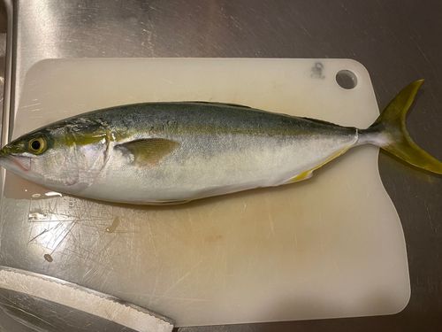 ワカシの釣果