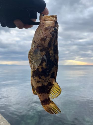 ベッコウゾイの釣果
