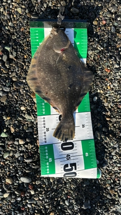 マツカワの釣果