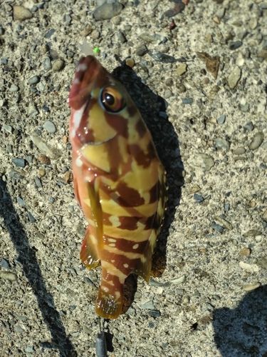 アカハタの釣果