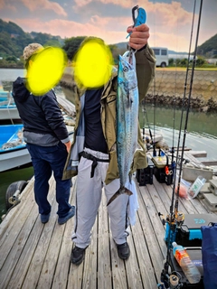 サワラの釣果