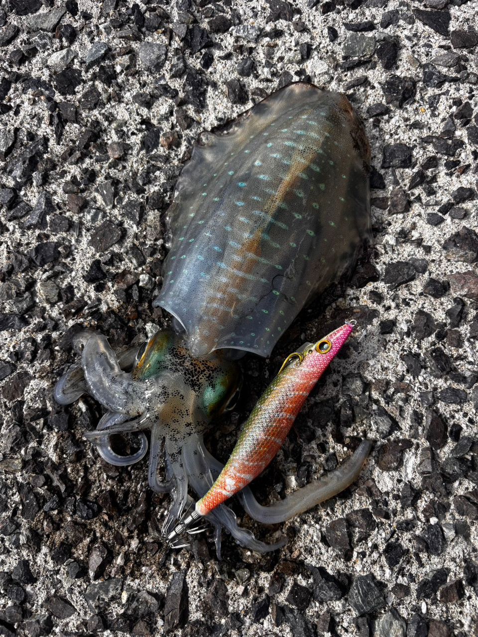 DAIWA 16エメラルダス ストイスト AGS 76MMH-SMTの最安値・インプレ