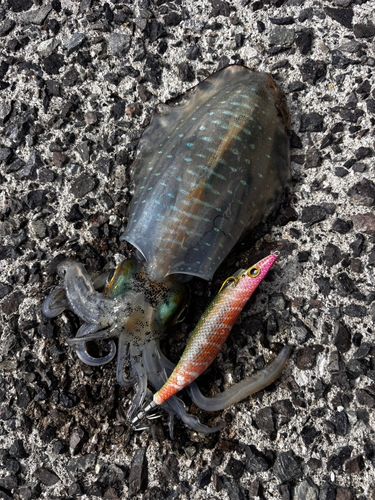 アオリイカの釣果