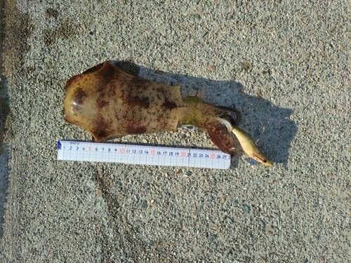 アオリイカの釣果